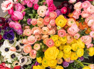 Леди Мон Этуаль, с 8 Марта!