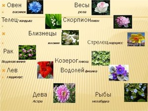 Цветочный гороскоп. Апрель