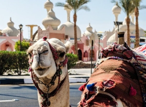 Кто летит в Египет